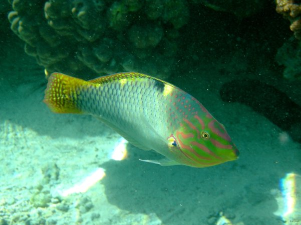 38- Labre damier 